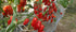SeedsUA Seeds Tomato Pepper-Shaped Red Long Heirloom Vegetable for Planting Non GMO