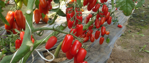 CEMEHA SEEDS Tomato"Like Pepper Form" Vegetable Heirloom Non-GMO