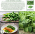 50+ Summer Burpee Stringless Green Bean Seeds (Phaseolus vulgaris) Non-GMO Heirloom Seeds by Islas Garden Seeds, Crisp