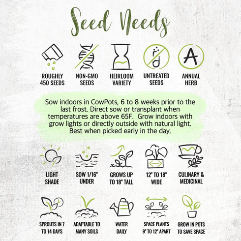 (1 Pack) Seed Needs Chervil Seeds for Planting - Non-GMO, Heirloom & Untreated Annual Herbs - Grow an Indoor/Outdoor