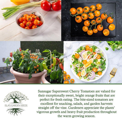 20+ Sunsugar Supersweet Cherry Tomato Seeds (Lycopersicon lycopersicum) Heirloom Non-GMO Seeds by Islas Garden Seeds