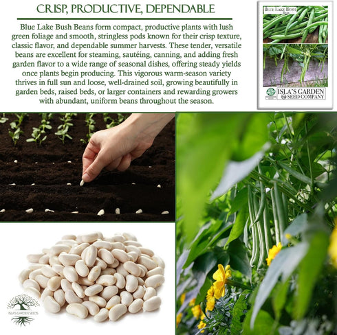 50+ Packet, Blue Lake Bush Green Bean Seeds, Heirloom Seeds Per Non GMO Seeds, (Isla's Garden Seeds), Botanical Name: