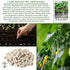 50+ Packet, Blue Lake Bush Green Bean Seeds, Heirloom Seeds Per Non GMO Seeds, (Isla's Garden Seeds), Botanical Name: