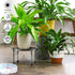 3 Packs Garden Gifts Plant Lovers Gifts Black Metal Plant Stand with Anti-Slip Base Rustproof Heavy Duty Decorative