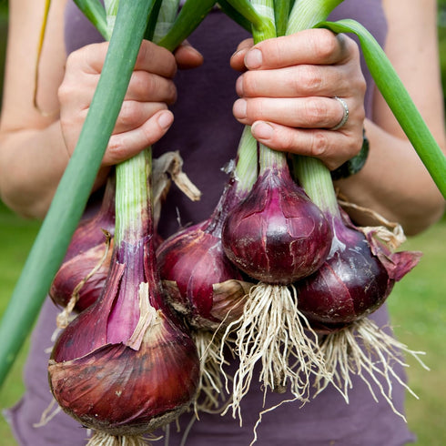 The Old Farmer's Almanac (1 Packet 1 250 Red Creole Onion Seeds - Heirloom, Non-GMO, Premium Quality, Open Pollinated