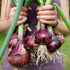 The Old Farmer's Almanac (1 Packet 1 250 Red Creole Onion Seeds - Heirloom, Non-GMO, Premium Quality, Open Pollinated