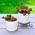 Youngever 4.5 Inch Plastic Planters with Saucers, 8 Sets Indoor Flower Pots, Modern Decorative Gardening