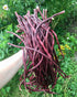 5 30+ Count 2026 TomorrowSeeds - Colors Mix Yard Long Bean Seeds - - for Planting Purple Green Red Pink White Rainbow