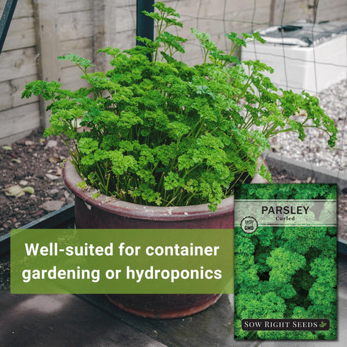 Packet (1) Sow Right Seeds - Curly Leaf Parsley Seed for Planting - Non-GMO Heirloom with Instructions to Plant