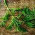 (1 Pack) Seed Needs Dill Seeds for Planting Bouquet Herbs - Non-GMO Heirloom & Untreated Herb Seed to Plant a Home