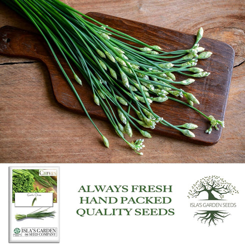 200+ Garlic Chives Seeds (Allium tuberosum, Chinese Chives) Non GMO & Heirloom Seeds, by Islas Garden Seeds, Use as