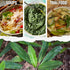 (1 Pack) Seed Needs Culantro Seeds for Planting Mexican Coriander - Non-GMO Heirloom & Untreated Culinary/Medicinal