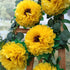 Tissue Paper Sunflowers Decorations for Wall, Birthday Party Backdrop, Home Decoration Pack of 6
