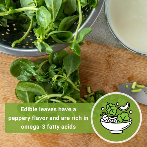 Packet (3) Sow Right Seeds - Purslane Seeds for Planting - Non-GMO Heirloom with Instructions to Grow an Outdoor