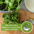 Packet (3) Sow Right Seeds - Purslane Seeds for Planting - Non-GMO Heirloom with Instructions to Grow an Outdoor