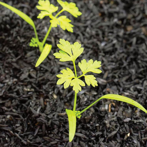 (1 Pack) Seed Needs Chervil Seeds for Planting - Non-GMO, Heirloom & Untreated Annual Herbs - Grow an Indoor/Outdoor