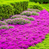 6000+ Mixed Creeping Thyme Seeds for Planting - Heirloom Flowers Perennial Thyme Non-GMO Thymus Serpyllum Seed Ground