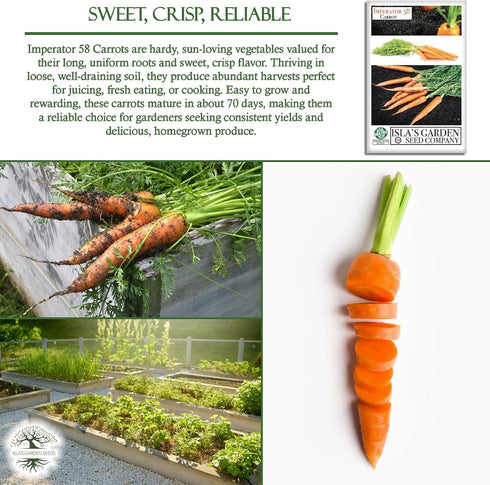 58 500+ Imperator Carrot Seeds (Daucus carota) Non-GMO & Heirloom Seeds, Long and Sweet Carrots for Juicing, Fresh