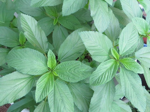 The Clayton Farm 2 Packages 50 Package of Egyptian Spinach (Rau Day/saluyot/ Molokhia/Jute Seeds) - Seeds Per
