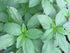 The Clayton Farm 2 Packages 50 Package of Egyptian Spinach (Rau Day/saluyot/ Molokhia/Jute Seeds) - Seeds Per