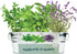 BUZZY Seeds Margarita and Mojito Windowsill Mini Garden Grow Kit, Herb Starter