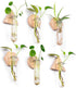 MITIME Wall Hanging Planter Glass Plant Propagation Station,Geometric Wooden Stand for Home