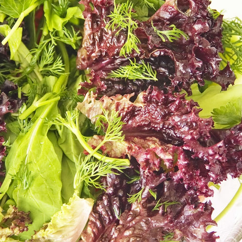Pack 14 Packets Seed Needs Lettuce Seeds Variety for Planting a Collection of Individual Varieties - Includes Romaine