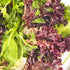 Pack 14 Packets Seed Needs Lettuce Seeds Variety for Planting a Collection of Individual Varieties - Includes Romaine