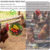 7.1 Inch 15.7 Inch Hanging Chicken Feeder - Large Iron Chicken Veggie Treat Ball - Sturdy Chicken Treat Holder