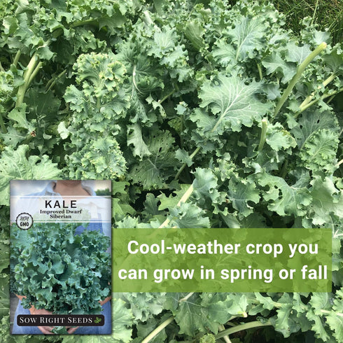 Packet (3) Sow Right Seeds - Dwarf Siberian Improved Kale Seed for Planting - Non-GMO Heirloom with Instructions