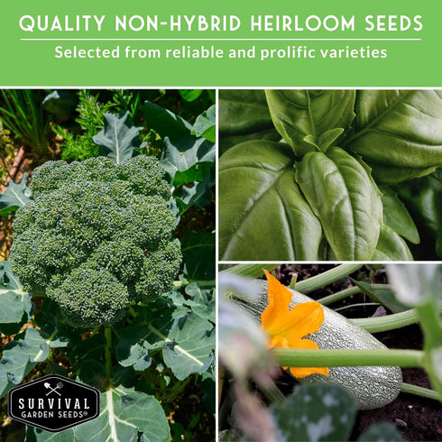 12 Pack Vegetable Seed Variety for Planting - Heirloom Broccoli, Carrot, Basil, Lettuce, Onion, Pepper, Swiss Chard