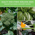 12 Pack Vegetable Seed Variety for Planting - Heirloom Broccoli, Carrot, Basil, Lettuce, Onion, Pepper, Swiss Chard