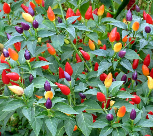 CEMEHA SEEDS Seeds Rare Pepper Ornamental Dwarf Mix Vegetable Indoor Heirloom Organic Non-GMO