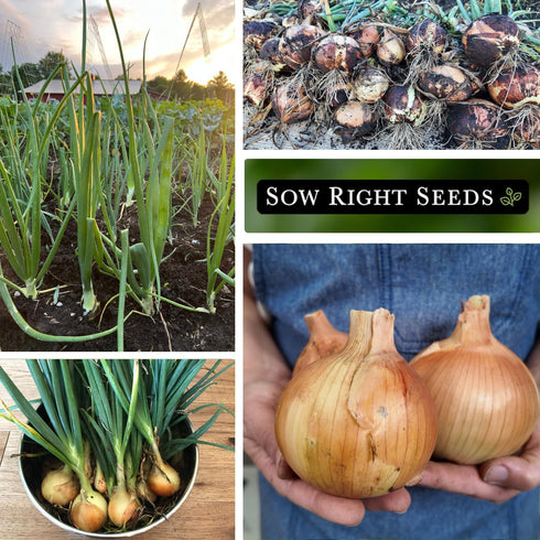 Packet (4) Sow Right Seeds - Yellow Spanish Sweet Onion Seeds for Planting - Non-GMO Heirloom with Instructions