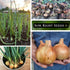 Packet (4) Sow Right Seeds - Yellow Spanish Sweet Onion Seeds for Planting - Non-GMO Heirloom with Instructions