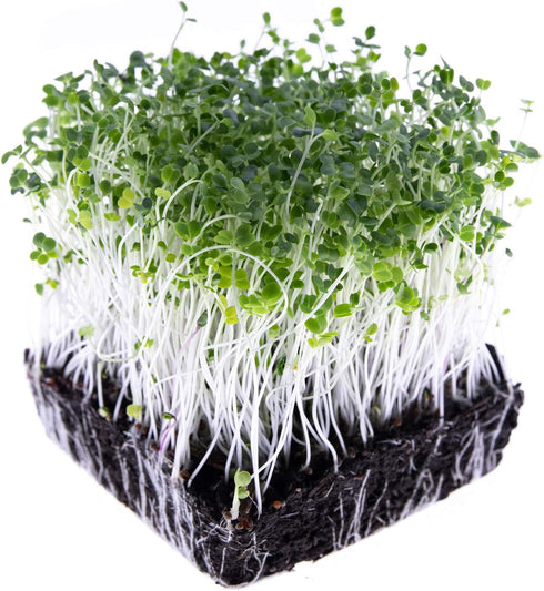 Rainbow Heirloom Seed Co. 1 LB Mellow Microgreen Salad Mix | Contains Purple Kohlrabi, Tendergreen, Turnip & Broccoli