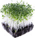 Rainbow Heirloom Seed Co. 1 LB Mellow Microgreen Salad Mix | Contains Purple Kohlrabi, Tendergreen, Turnip & Broccoli