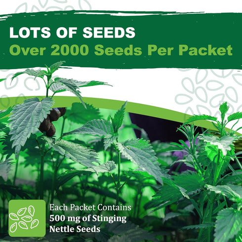 2000 (500 TKE Farms & Gardens - Stinging Nettle Seeds for Planting - Non-GMO Heirloom Seeds mg) - Urtica dioica
