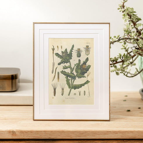 Ink Inc. Botanical Prints Wall Art, Medicinal Plants and Herbs, Set of 9, 5x7 Inches, Unframed