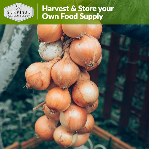 Bulbs (3 Packs) Walla Walla Sweet Onion Seeds for Planting Long Day Yellow Sweet Onions with Mild Flavor, Large & High