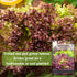 Packet (1) Sow Right Seeds - Lolla Rosa Lettuce Seed for Planting - Non-GMO Heirloom with Instructions to Plant a Home