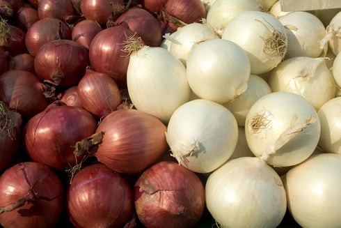 Sunutri Seeds Pack 4 Onion Seeds Variety for Planting Heirloom Non-GMO Varieties: Evergreen Bunching, Red Creole, White