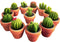 Succulent Candles, Novelty Cactus Tealight Candle Decorations for Baby Shower Party Favors, Terrarium Cacti Home Decor