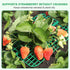 10 Pack, Strawberry Plant Support, Raised Grid Stand to Keep Strawberries Off the Ground, Strawberry Holder for Garden