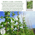 30+ Kentucky Wonder Pole Bean Seeds (Phaseolus vulgaris) Non-GMO Heirloom Seeds for Planting, Classic Climbing Variety