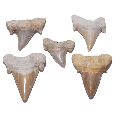 KALIFANO Authentic Fossilized Prehistoric Shark Teeth from Morocco - Shark Tooth for Fossil Collections and Education