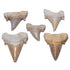 KALIFANO Authentic Fossilized Prehistoric Shark Teeth from Morocco - Shark Tooth for Fossil Collections and Education