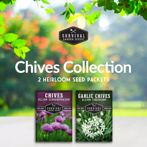 Common 2 Packets Chive Seed Collection - & Garlic Chives of Non-GMO Heirloom Open-Pollinated Herb Seed Varieties