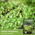 (5 Packs) Lettuce Microgreen Seeds for Planting - Non-GMO Heirloom Lettuce Seeds to Grow Crisp, Tender Microgreens