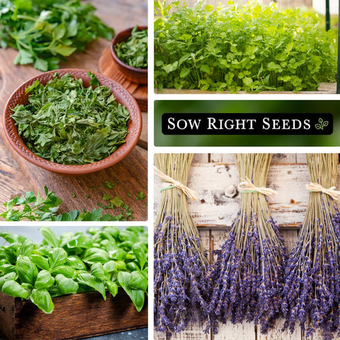 5 Packets Sow Right Seeds - Most Popular Herb Seed Collection for Planting - Mint, Lavender, Sweet Basil, Cilantro